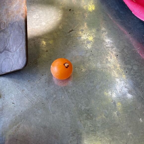 Dragon’s Blood Seedlings 🌱 and Seeds - Picture 4 of 7